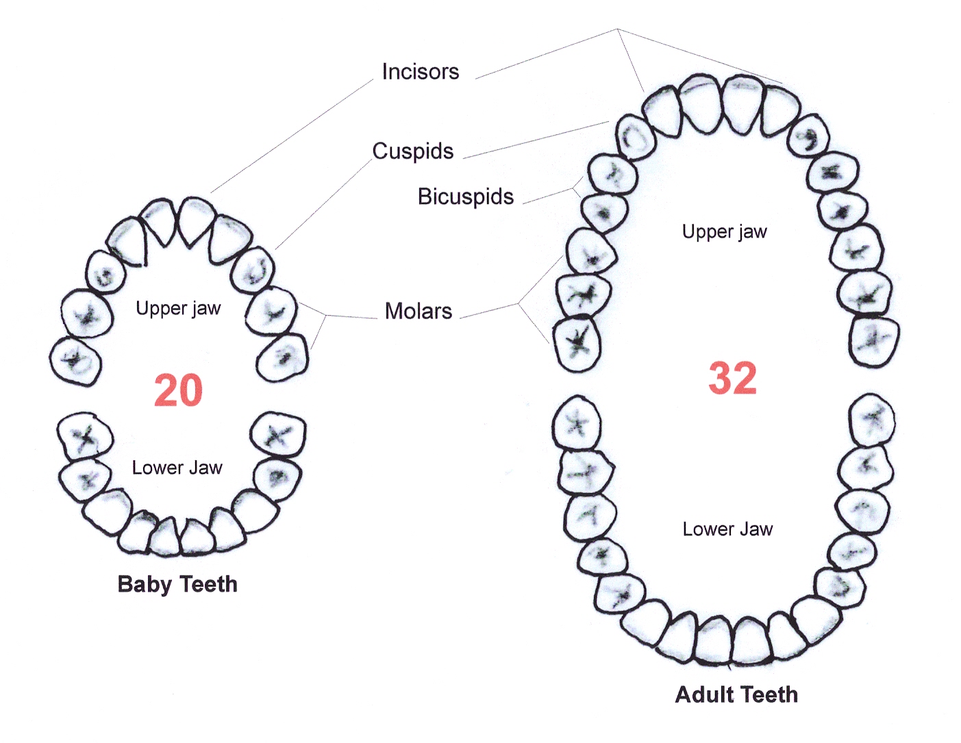 Blank Teeth Diagram Diagram Base Website Teeth Diagram